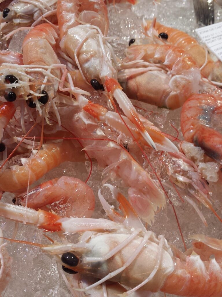 Keizer- en Gepelde Gamba’s